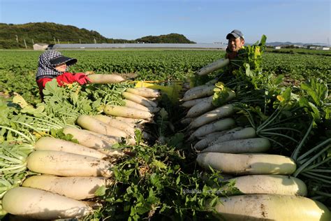 Buddhika Weerasinghe: Daikon Radish Harvest And Drying