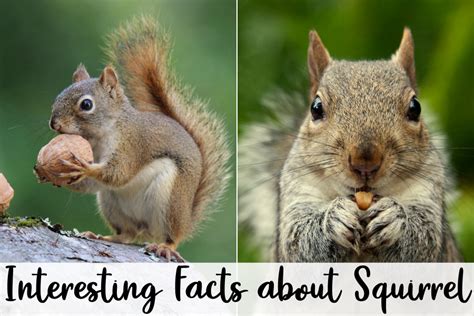 Interesting Facts About Squirrels