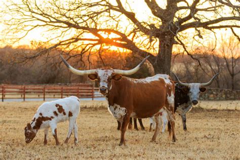 140+ Texas Longhorn Sunset Stock Photos, Pictures & Royalty-Free Images - iStock