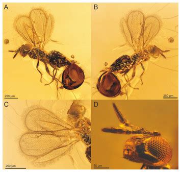 Taxonomic description and phylogenetic placement of two new species of Spalangiopelta ...
