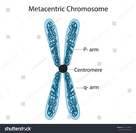 Metacentric : images, photos et images vectorielles de stock | Shutterstock