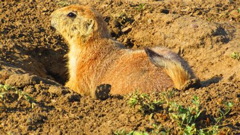 Roberts Prairie Dog Town in Badlands National Park – PoppinUpUSA.com