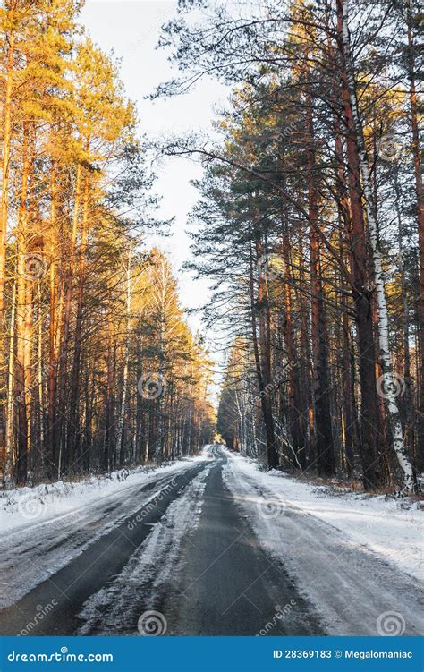 Snowy road stock image. Image of pine, frost, rural, frosted - 28369183