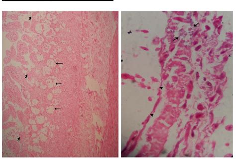 Figure 2 from FELINE PANLEUKOPENIA VIRUS INFECTION IN A CAPTIVE-BRED ...