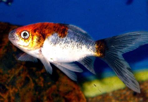 Comet Goldfish - Care | Lifespan | Breeding | Tank | Size | Traits ...