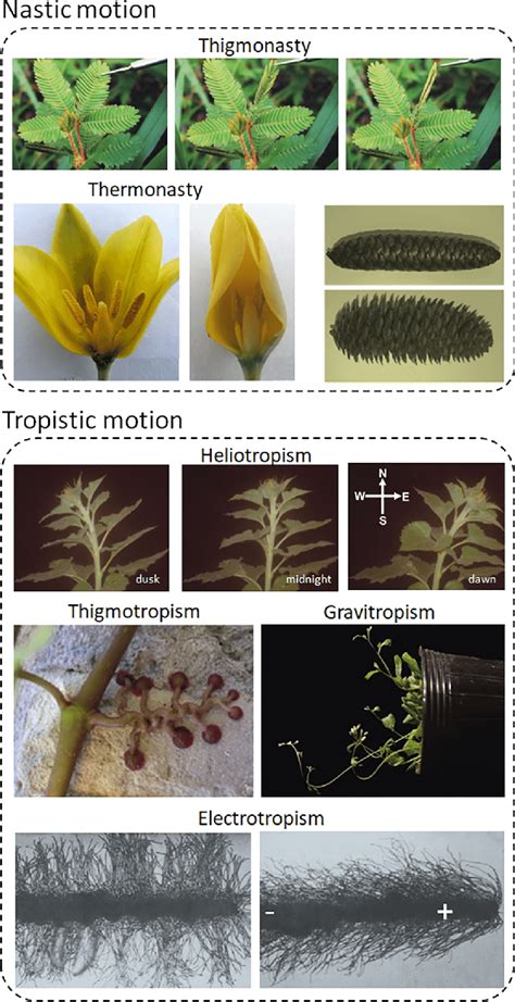 Nastic and tropistic movements in plants. Nastic motion within the ...