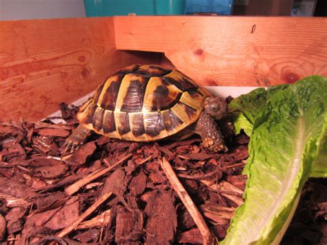 The Hibernating Tortoise Is Awake (13 pics) - Izismile.com