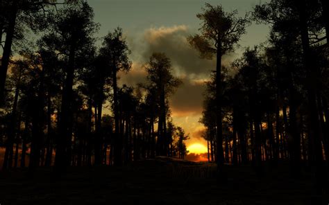 Download Night Sunset Tree Silhouette Nature Forest HD Wallpaper