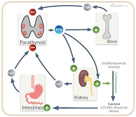 Hyperparathyroidism Causes & Treatment Options | Dr. Babak Larian