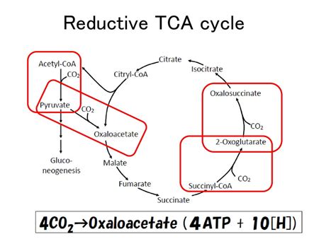 Masaharu Ishii Carboxylation Enzymes Journal Club in the Laboratory - ppt download