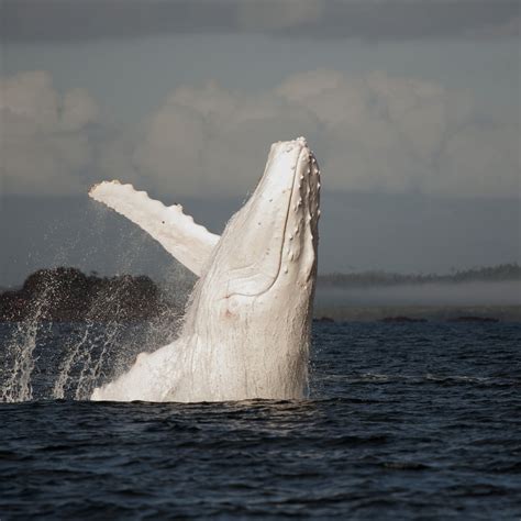 Migaloo The White Whale