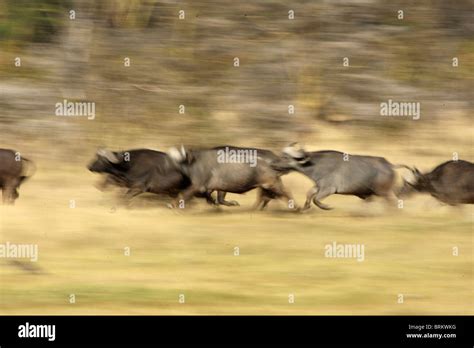 Abstract shot of Buffalo stampede Stock Photo - Alamy