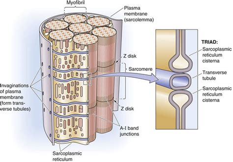 Skeletal Muscle - Cellular Physiology of Skeletal, Cardiac, and Smooth Muscle - Medical ...