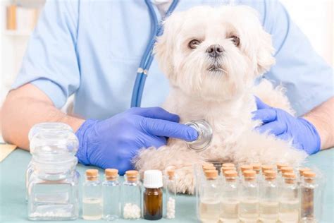 Homeopathy for pets is more effective than toxic drugs - Unihealer News