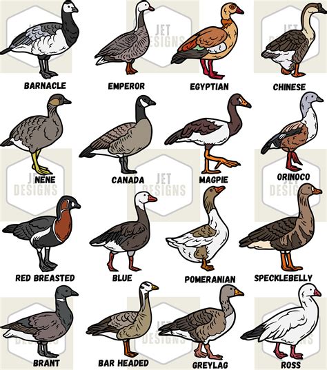 Goose Species SVG, Goose Svg, Geese Svg, Canada Goose Svg, Snow Goose ...