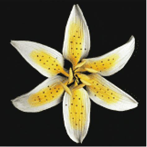 Stargazer Lily (Yellow) – Cake Central Barbados