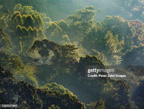 1,401 Tropical Rainforests Of India Stock Photos, High-Res Pictures, and Images - Getty Images