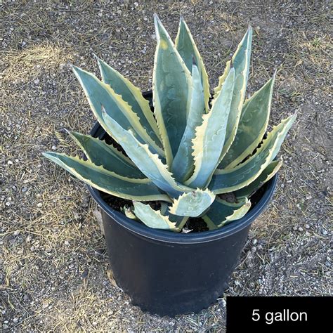 Agave americana variegata - Phoenix Desert Nursery