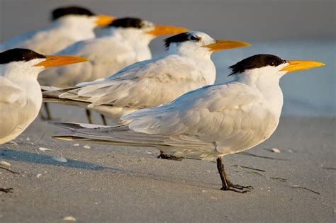 Royal Tern | Audubon Field Guide