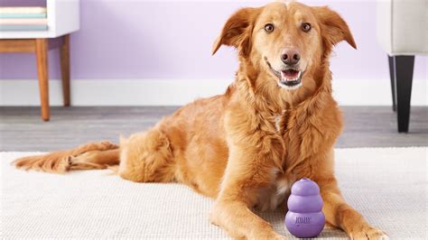 5 Toys to Help Ease Separation Anxiety in Dogs — Pet Central by Chewy