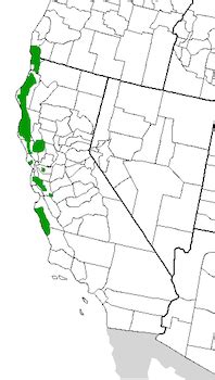 Where Is the Redwood Forest? - Location, Facts & History | Study.com