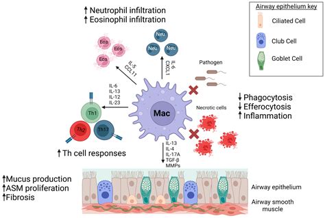 IJMS | Free Full-Text | Macrophages Orchestrate Airway Inflammation, Remodeling, and Resolution ...