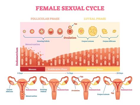 What Is Ovulation? Symptoms, Tracking, and Disorders