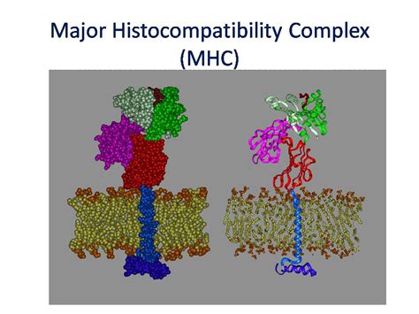 Major histocompatibility complex (MHC): structure, types and functions ...