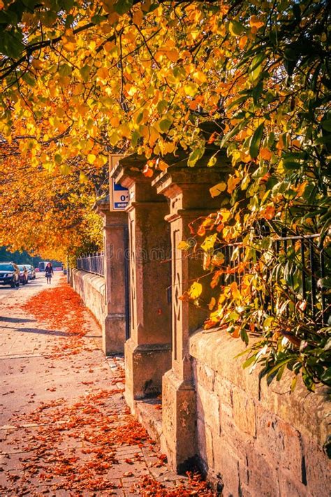 Beautiful, Golden Autumn Scenery with Trees and Golden Leaves in the Sunshine in Scotland Stock ...