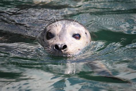 A harbour seal swimming 10450280 Stock Photo at Vecteezy