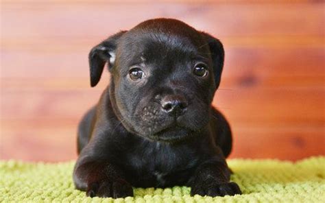 Staffordshire Bull Terrier Dogs | Breed and Health Overview