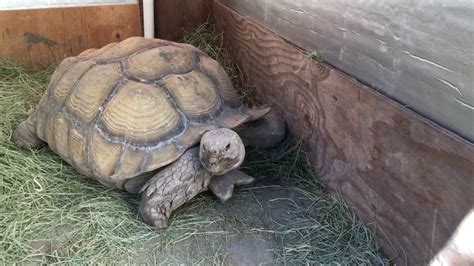 Outdoor DIY Sulcata Tortoise Housing In Cooler Climates - YouTube