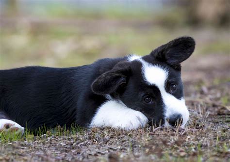 Cardigan Welsh Corgi: Dog Breed Characteristics & Care