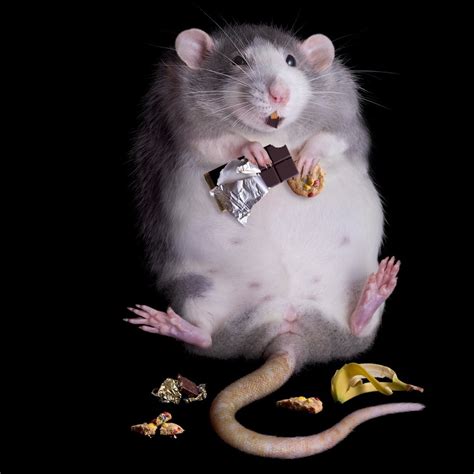 Rat Wallpaper - WallpaperSafari