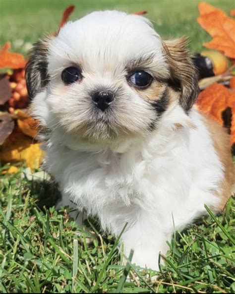 Teacup shih Tzu puppies for sale. 100% pure breed shiatzu...