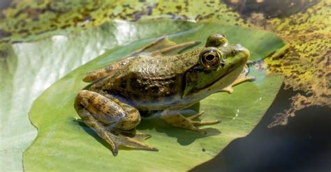 Bullfrog - A-Z Animals