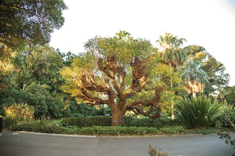 Royal Botanic Gardens Melbourne - Oasis of Green