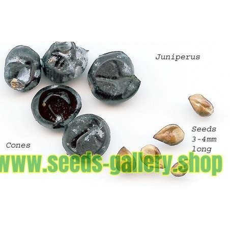 Juniper Berry Seeds (Juniperus communis)