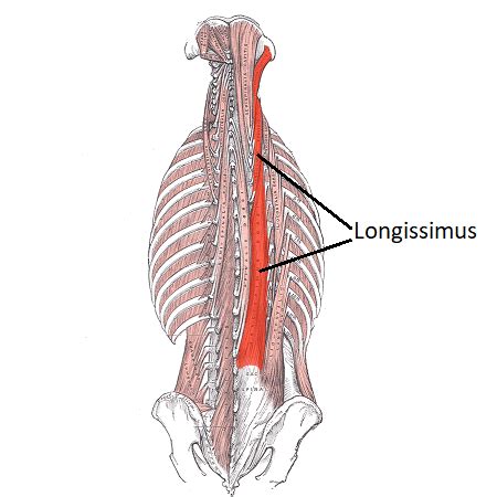 Erector Spinae Muscle | Pain, Action & Origin - Lesson | Study.com