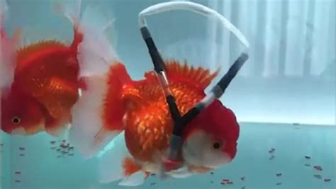 Kind Man Builds 'Wheelchair' for His Disabled Goldfish - Nerdist