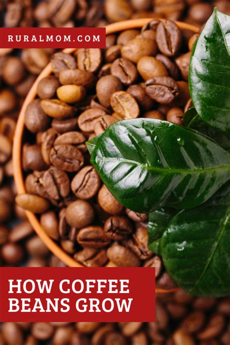 How Coffee Beans Grow Rural Mom