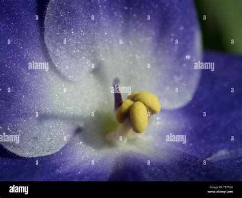 Purple violet flower Stock Photo - Alamy