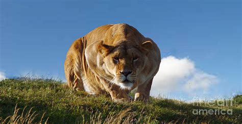 Lioness Hunting Photograph by Andrew Barke