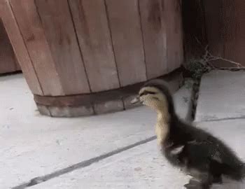 Walk GIF - Duck Duckling Adorable - Discover & Share GIFs