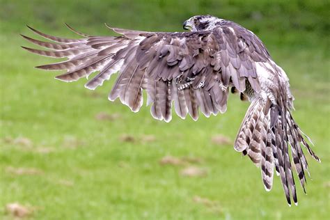 Gosh Hawk! | Taken at Hagley falconry uk, a goshawk putting … | Flickr