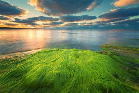 Oil From Algae, The Newest Renewable Energy Source - Bold Business