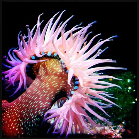 sea anemone by elizabethunseelie on DeviantArt