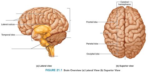 lateral and superior view of brain Diagram | Quizlet