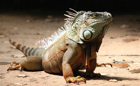 Leguan Reptil Echse - Kostenloses Foto auf Pixabay