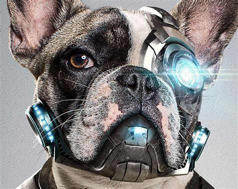 Cyber Dog l StudioNuts :: Behance